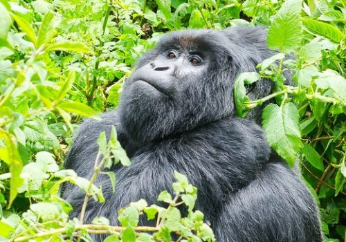 Preparing for Your Gorilla Trek in Rwanda