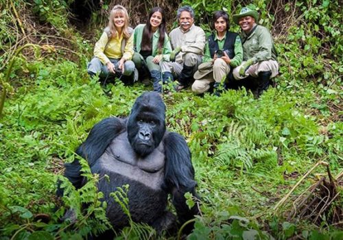 Luxury Gorilla Trekking Tours in Uganda – Top Lodges & Experiences