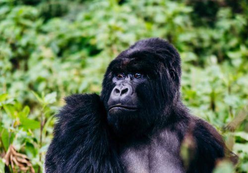 Combine a Gorilla Safari with a Kruger National Park Safari in South Africa