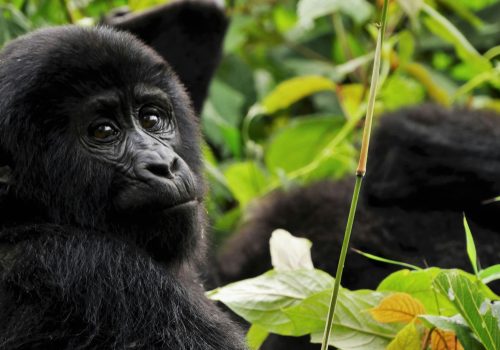Local Guide Insights: What Gorilla Trekking in Uganda Is Really Like