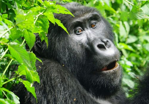 5-Day Rwanda to Uganda Gorilla Safari Plan