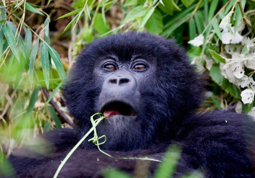 Gorilla Trekking in Rwanda and Uganda from Norway