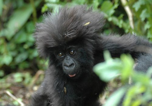 Gorilla Trekking in Rwanda and Uganda from United Arab Emirates (Dubai)