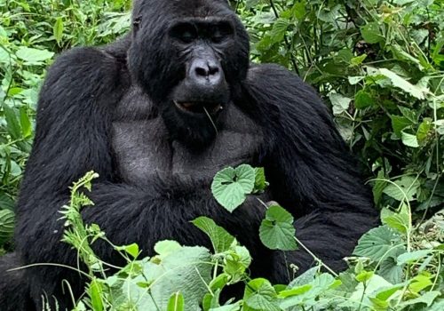Gorilla Trekking Adventure in Rwanda and Uganda from China