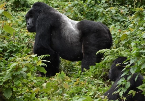 Ruhija Sector in Bwindi Impenetrable Forest National Park
