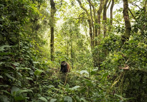 3-Day Gorilla and Golden Monkey Safari from Kigali