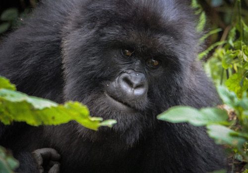 Gorilla Trek Rwanda: The Ultimate Safaris and Tours Experience