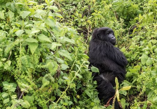 Gorilla Trekking in Rwanda and Uganda from the Netherlands