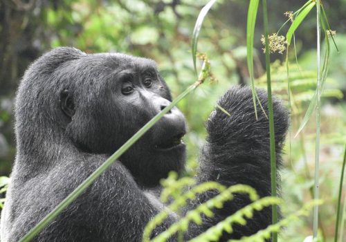 Gorilla Trekking in Rwanda and Uganda: A Luxury Adventure Like No Other