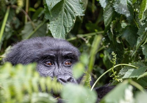 Gorilla Trekking Adventure in Rwanda and Uganda from Switzerland