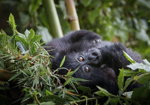 Rwanda Gorilla Trek: The Ultimate Adventure in 2025