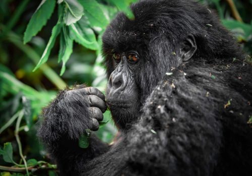 Uganda Gorilla Trekking with Gorilla Trek from Kigali