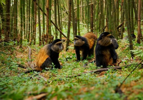 Volcanoes National Park Travel Guide – Activities & Tips