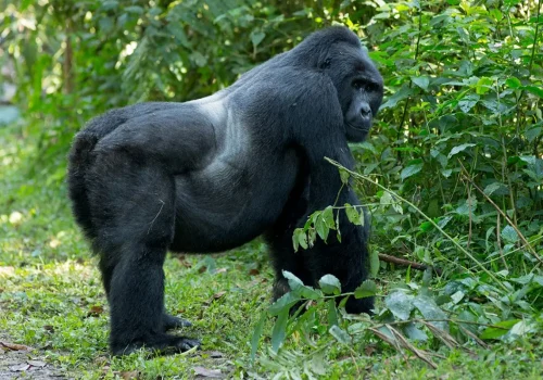 Gorilla Habituation Experience in Uganda: Is It Better Than Trekking?