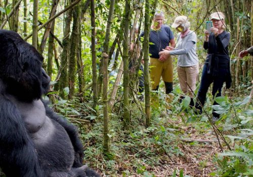 Rwanda and Uganda Gorilla Safari Cost Breakdown for Travelers