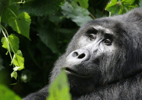 Eco-Friendly Gorilla Trekking Tours in Uganda
