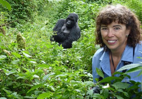 Booking a gorilla permit in Rwanda, gorilla trekking in rwanda and uganda from the netherlands, Gorilla safaris in Rwanda and Uganda, Uganda Gorilla Trekking Cost Breakdown: What You Pay For