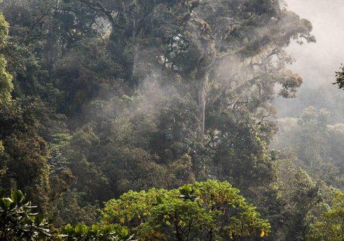 Responsible Tourism & Conservation in Rwanda