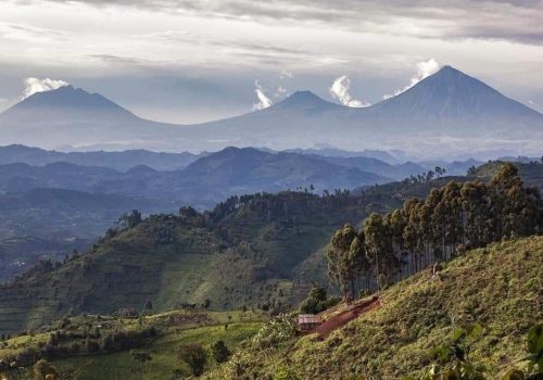Kigali to Volcanoes National Park Day Trip for Gorilla Trekking